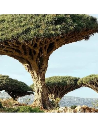 Arbre Dracaena cinnabari de Socotra