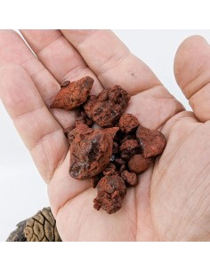 Résine sang de dragon de Socotra - Yemen 2