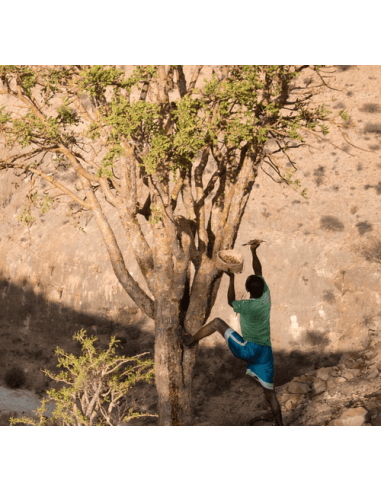 Récolte Oliban Boswellia carterii en Somalie