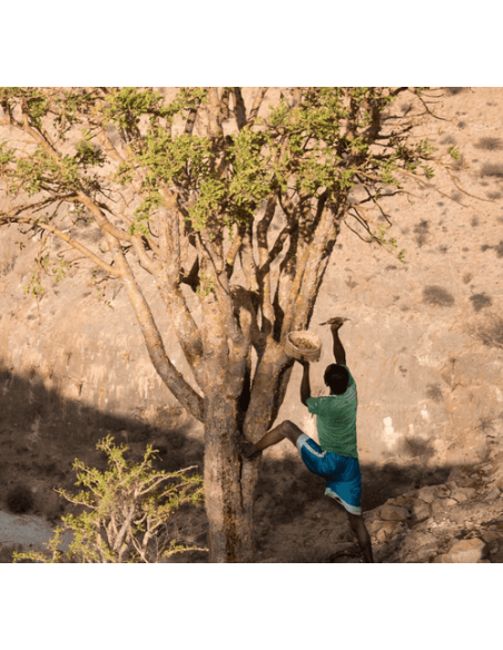 Récolte Oliban Boswellia carterii en Somalie