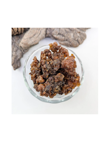 Myrrhe Oman-Yemen Commiphora myrrha