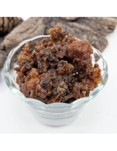 Myrrhe Oman-Yemen Commiphora myrrha