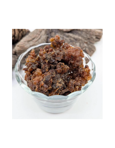 Myrrhe Oman-Yemen Commiphora myrrha