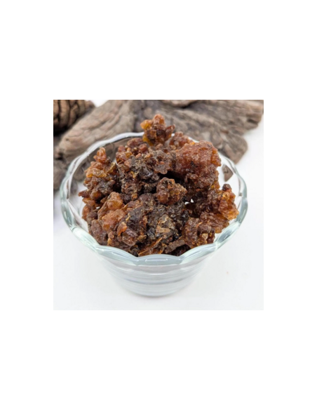 Myrrhe Oman-Yemen Commiphora myrrha