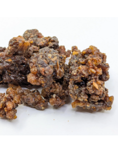 Myrrhe Oman-Yemen Commiphora myrrha 2