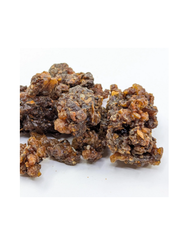 Myrrhe Oman-Yemen Commiphora myrrha