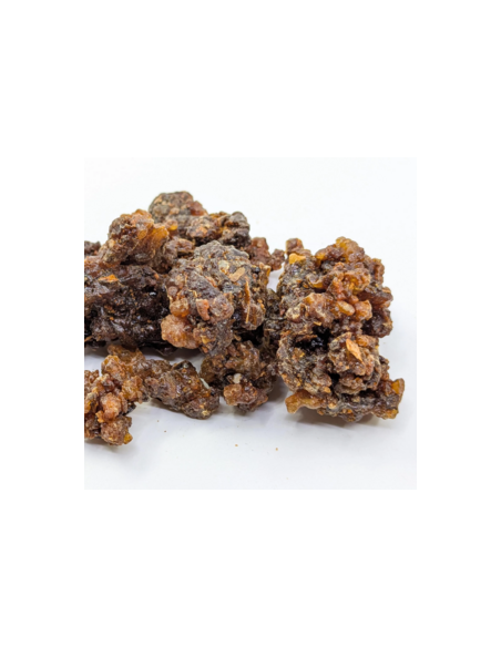Myrrhe Oman-Yemen Commiphora myrrha