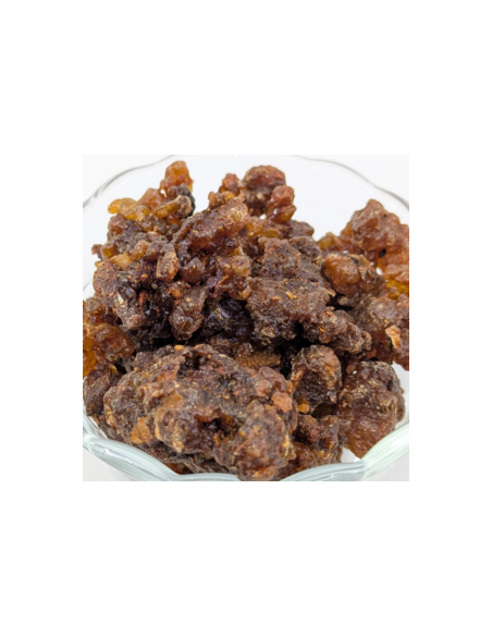 Myrrhe Oman-Yemen Commiphora myrrha