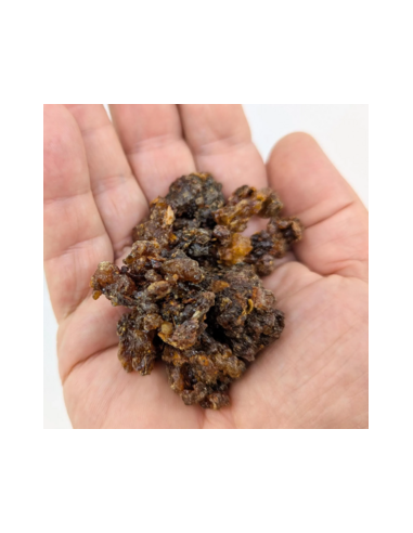 Myrrhe Oman-Yemen Commiphora myrrha