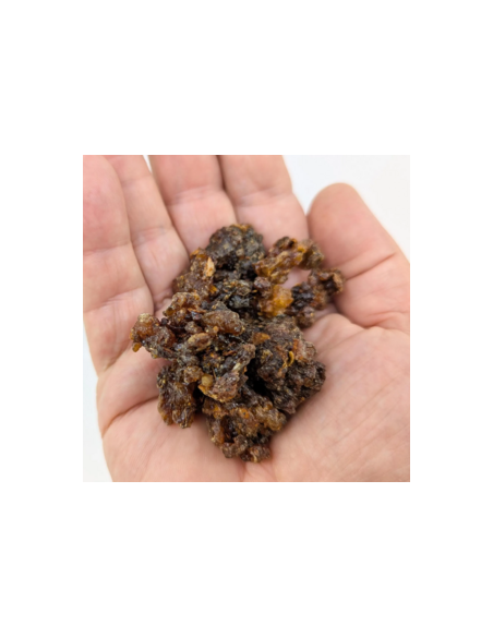 Myrrhe Oman-Yemen Commiphora myrrha