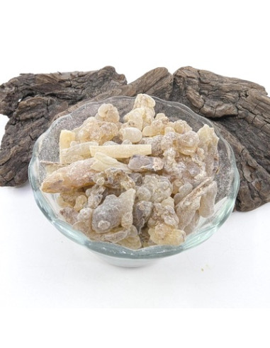 Encens Oliban Boswellia carterii, Somalie
