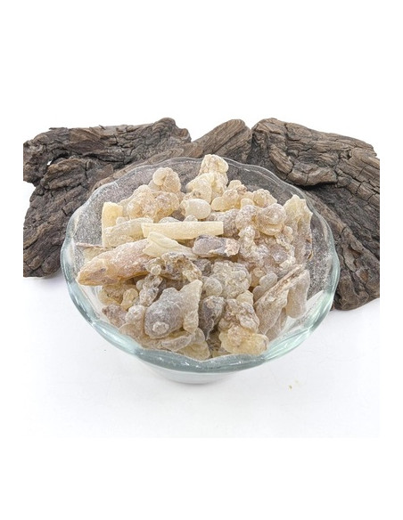 Encens Oliban Boswellia carterii, Somalie