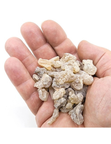 Encens Oliban Boswellia carterii, Somalie