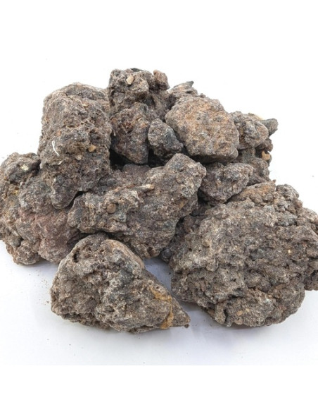 Oliban neglecta - Boswellia neglecta -Ethiopie