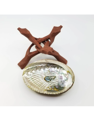 Coquille d'Ormeau avec trépied Cobra en bois,...