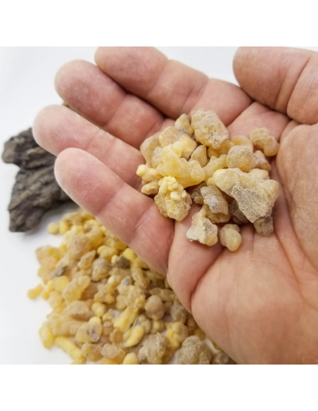 Oliban d’Éthiopie – Encens Naturel | Boswellia papyrifera