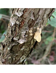 Encens Résine de Cade (très rare), Juniperus Oxycedrus,... 2