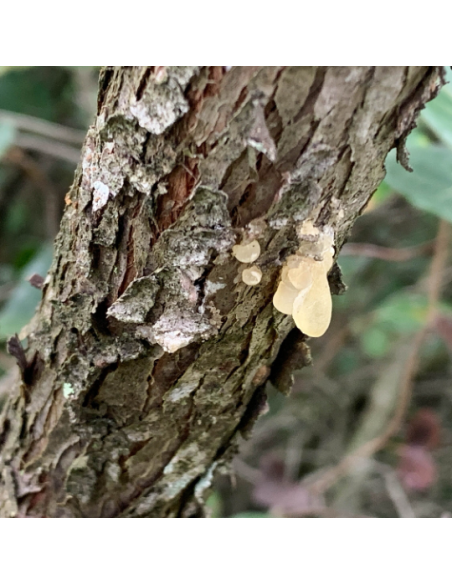 Résine de cade, Juniperus oxycedrus