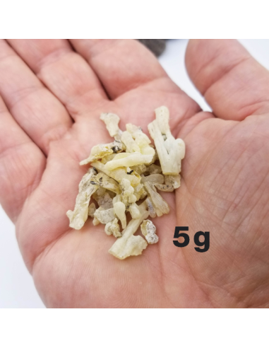 Résine de cade, Juniperus oxycedrus