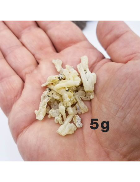 Résine de cade, Juniperus oxycedrus