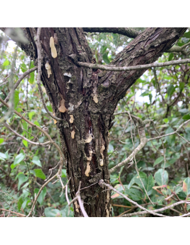 Résine de cade – Encens naturel Juniperus...