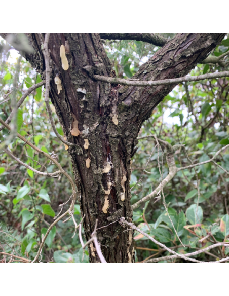 Résine de cade – Encens naturel Juniperus oxycedrus | Fumigation et purification
