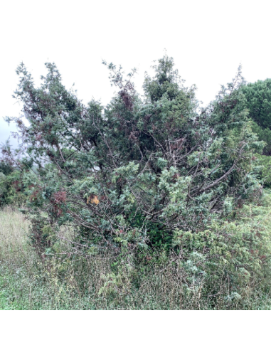 Résine de cade, Juniperus oxycedrus
