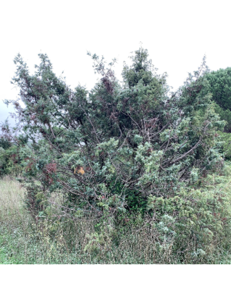 Résine de cade, Juniperus oxycedrus