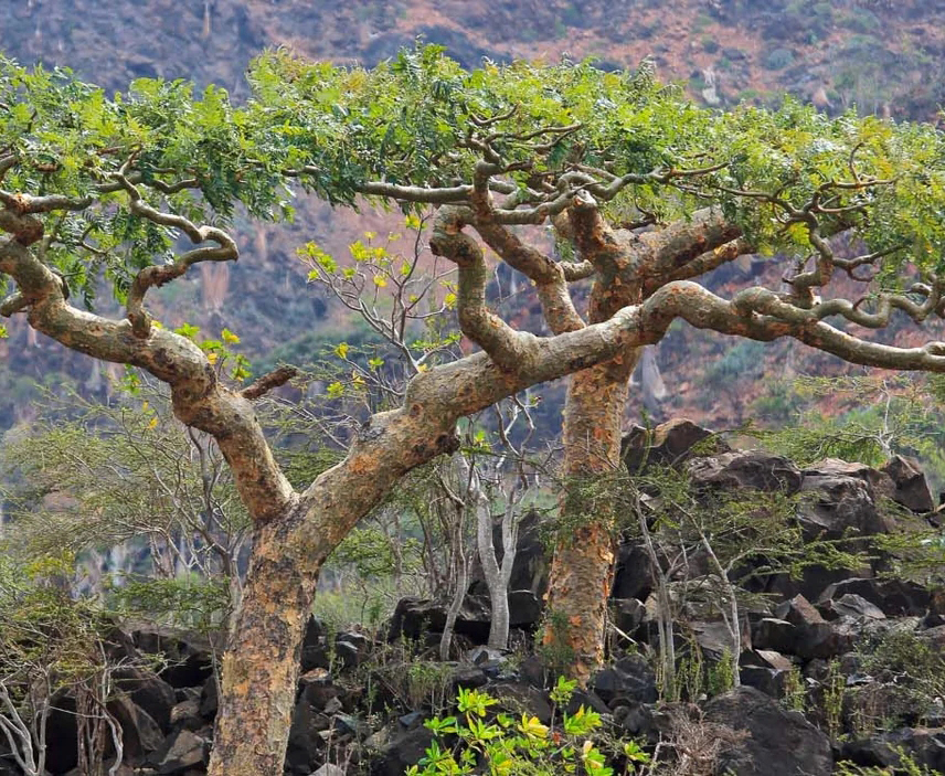 Arbre Boswellia serrata