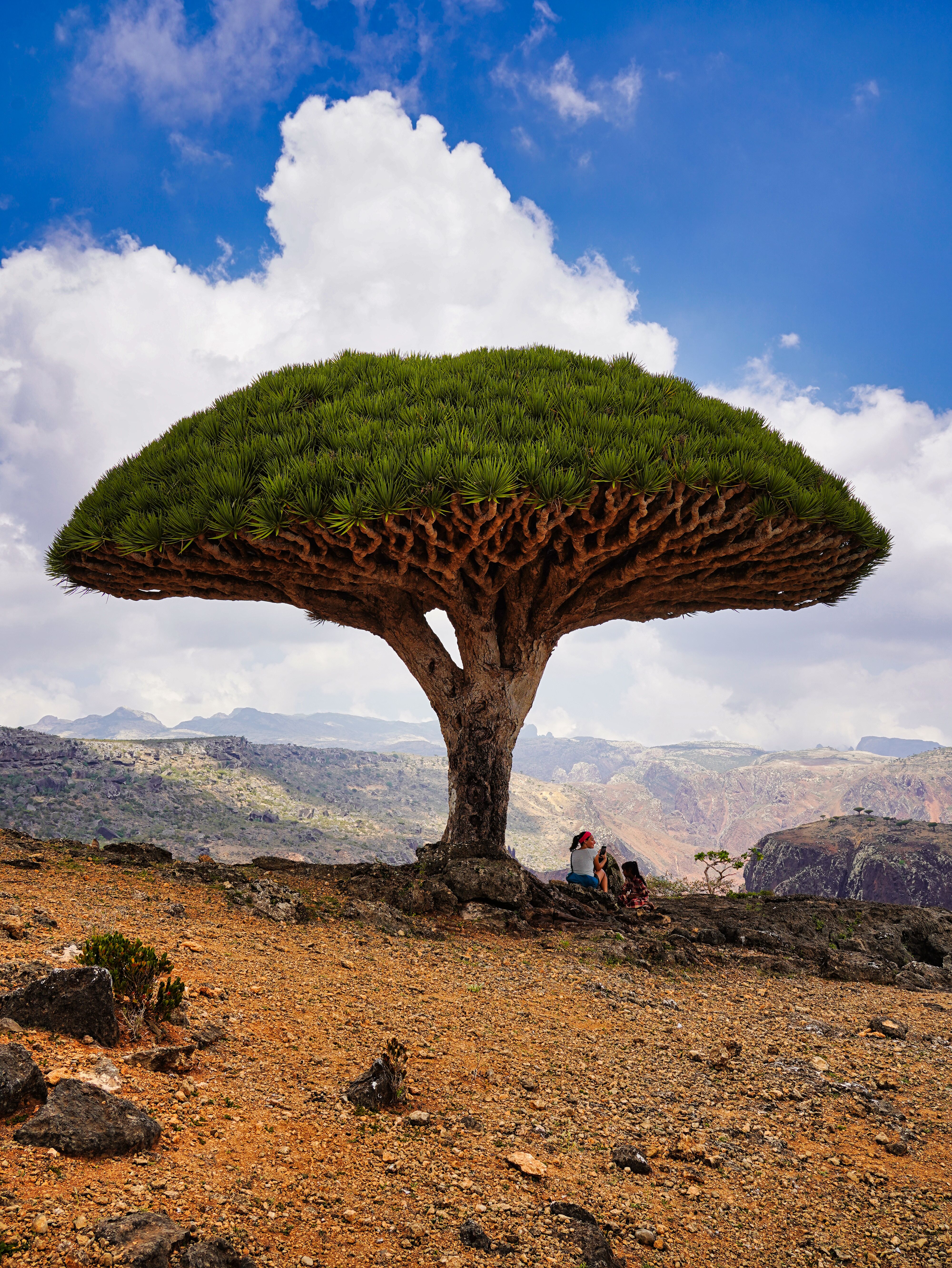 Dracaena cinnabari