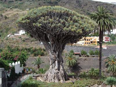 Dracaena draco