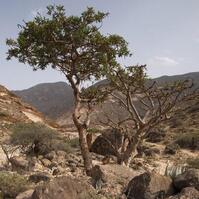 Abre Boswellia frereana