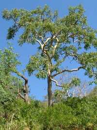 Arbre Boswellia papyrifera