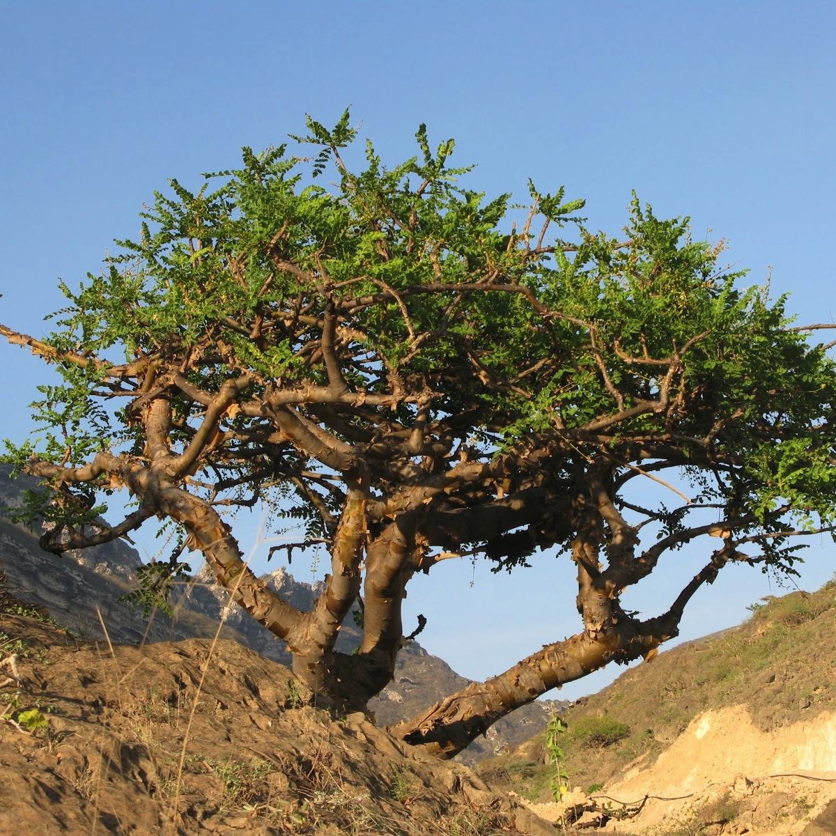 Arbre Boswellia sacra